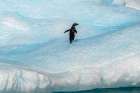 Antarctica, Yalour Islands. Adelie penguin on iceberg. Art Print